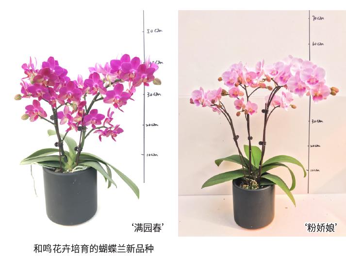蝴蝶兰怎么自育品种助力市场开拓