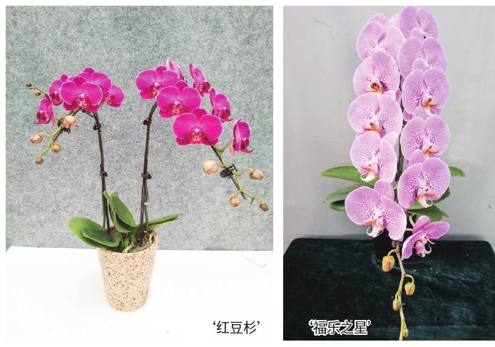 蝴蝶兰怎么自育品种助力市场开拓