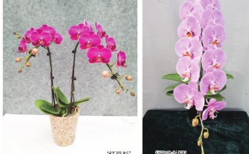 蝴蝶兰怎么自育品种助力市场开拓 图片