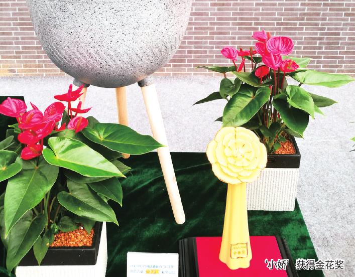 红掌怎么从自主研发到品牌效应 图片