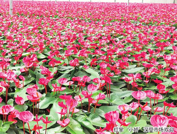 红掌怎么从自主研发到品牌效应 图片