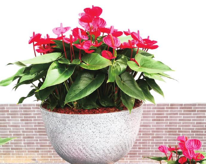 红掌怎么从自主研发到品牌效应 图片