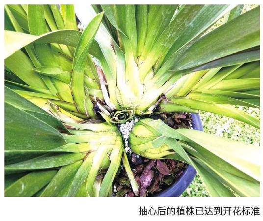 大花蕙兰怎么影响侧芽分粟的核心因素