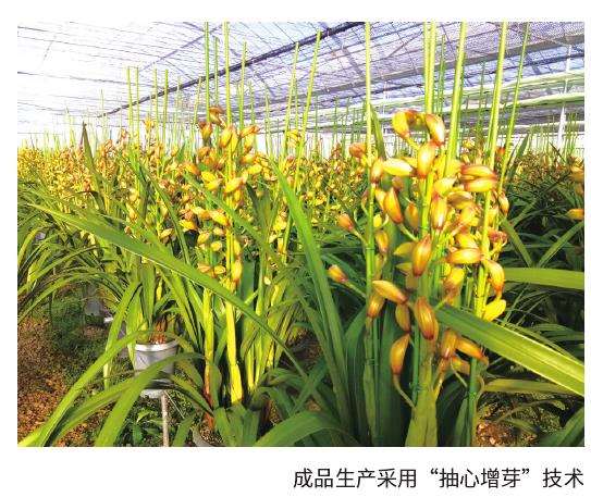 大花蕙兰怎么影响侧芽分粟的核心因素