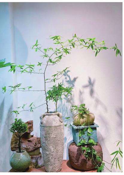 针对家庭园艺市场的土肥药有哪些