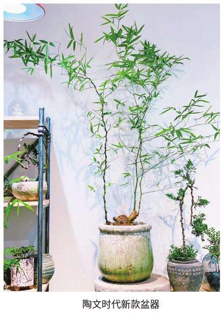 盆器在家庭园艺产品中占有很大比重