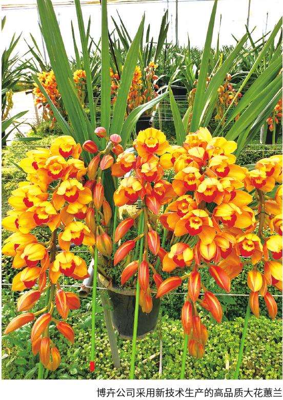 云南花卉新兴产区崛起 需二次升级