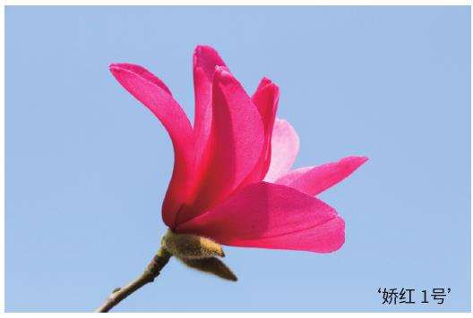 乡土品种怎么做好苗木品牌定位