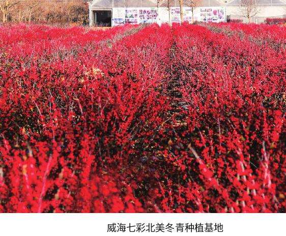 国产北美冬青种植面积超过1.5万亩
