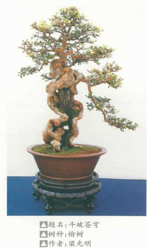 2021年 第九届沐阳花木盆景节