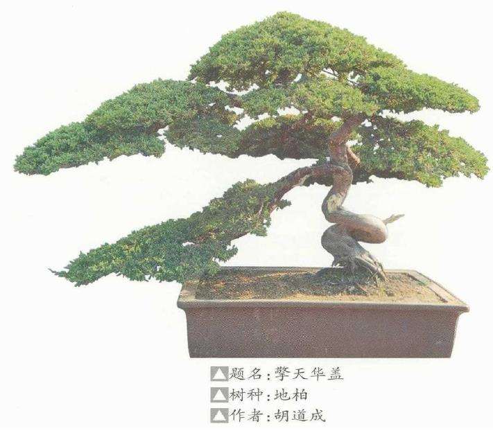 2021年 第九届沐阳花木盆景节