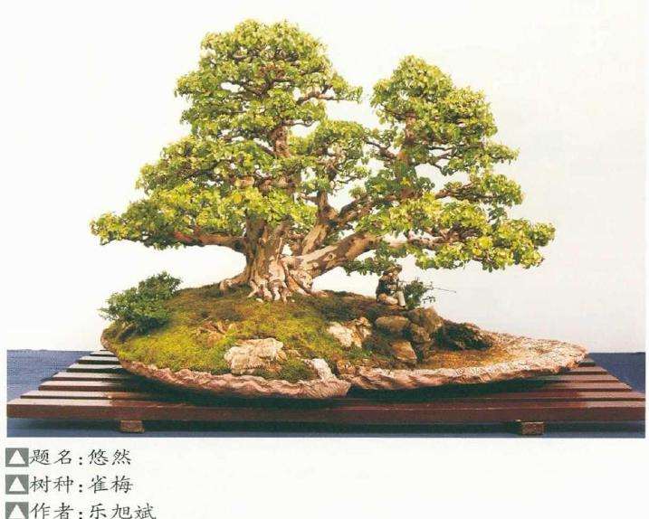 2021年 第九届沐阳花木盆景节