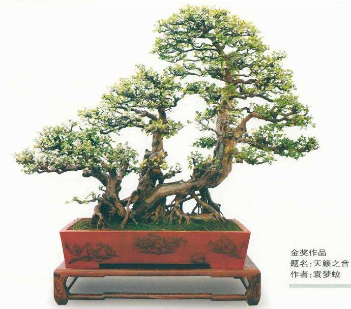 第十届全国盆景展作品选登(九)  雀梅篇