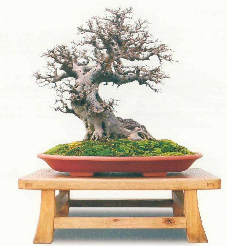 第十届全国盆景展作品选登(九)  雀梅篇