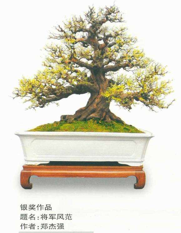 第十届全国盆景展作品选登(九)  雀梅篇