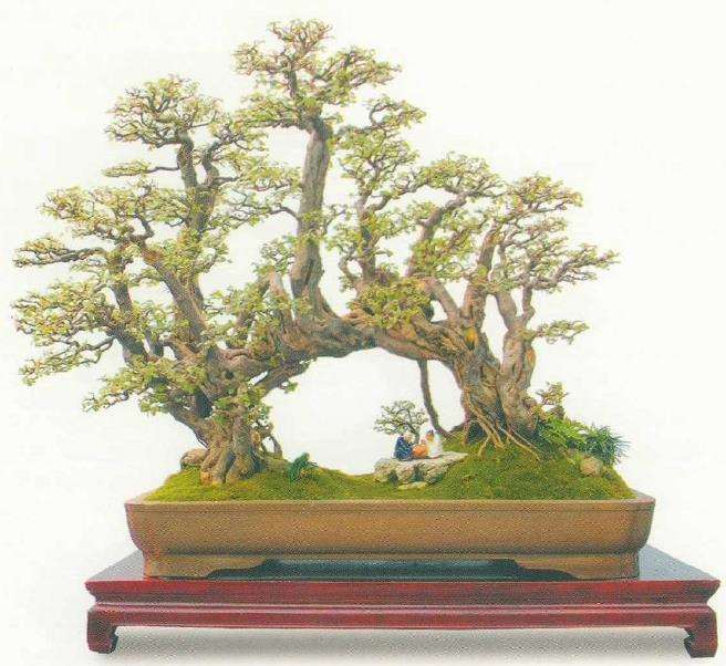 第十届全国盆景展作品选登(九)  雀梅篇