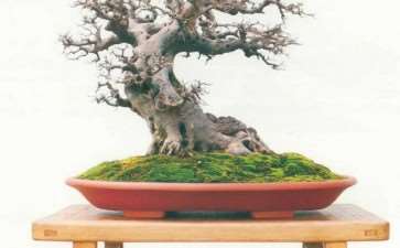 第十三届粤港澳台盆景艺术博览会将于12月举行