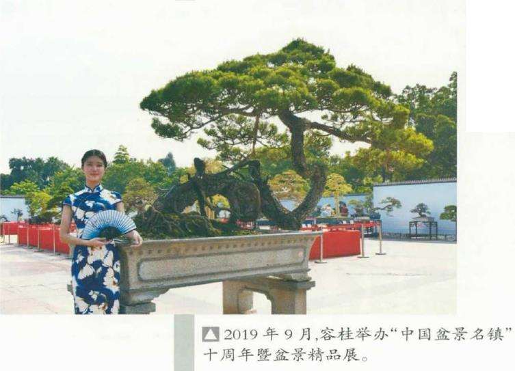 中国盆景看岭南 岭南盆景看顺德 图片