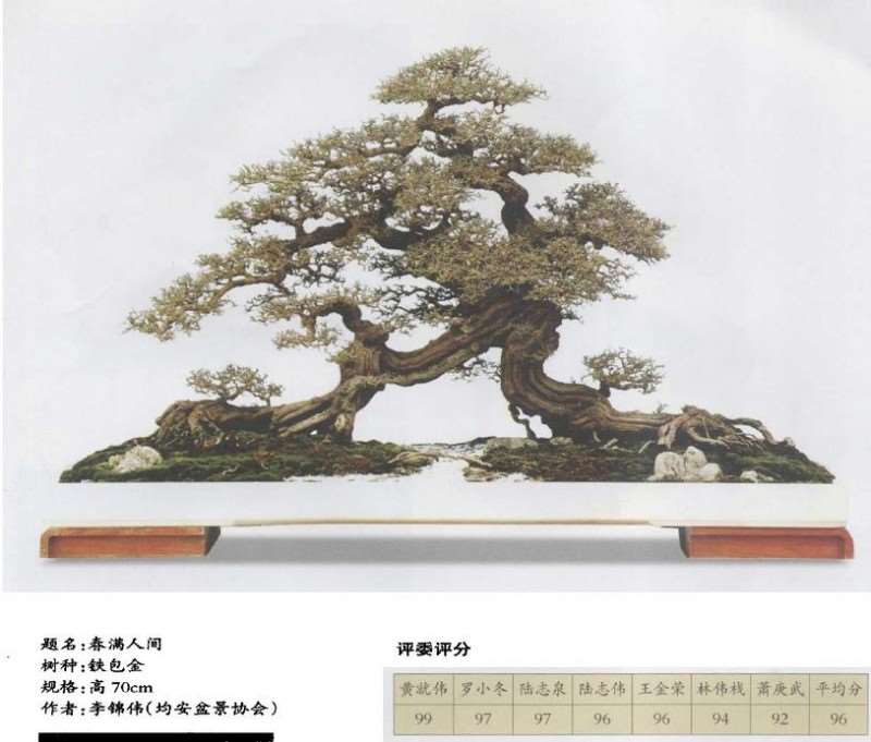 中国盆景看岭南 岭南盆景看顺德 图片