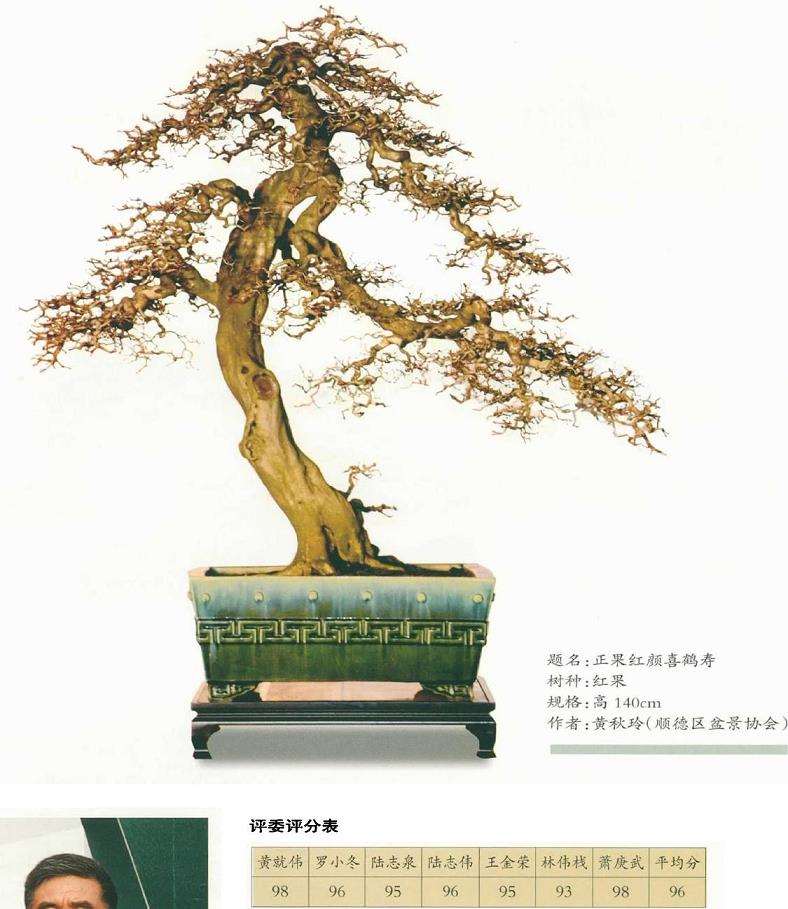 中国盆景看岭南 岭南盆景看顺德 图片