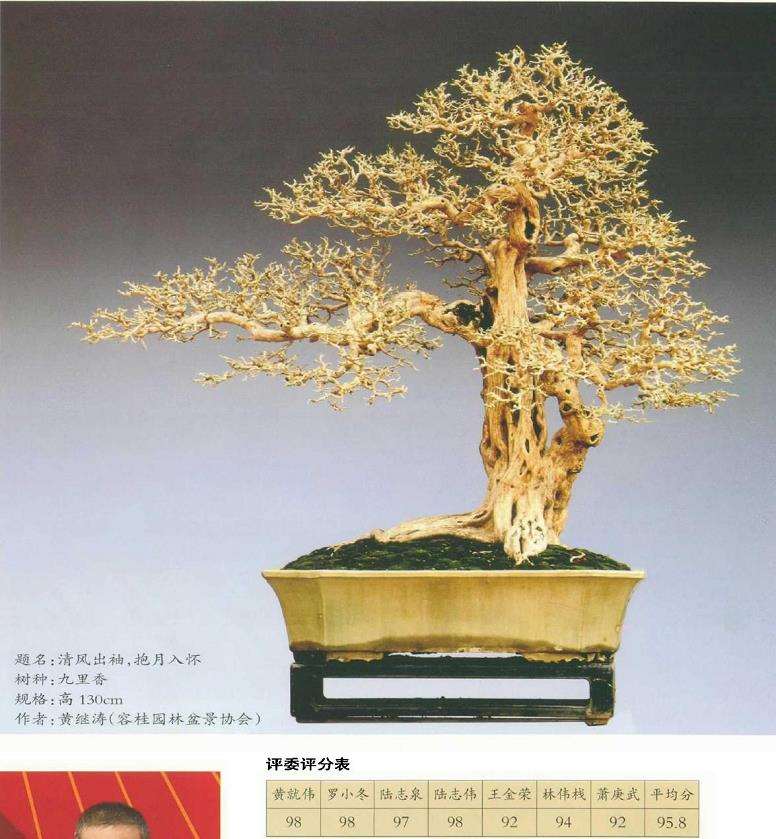 中国盆景看岭南 岭南盆景看顺德 图片