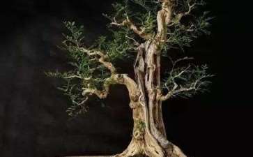 盆景艺术反复推敲 走进盆景世界