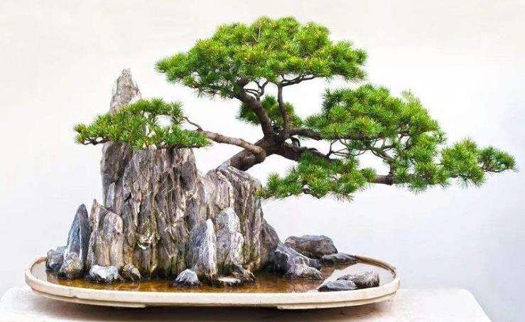 植物类盆景的3个树形与形式 图片