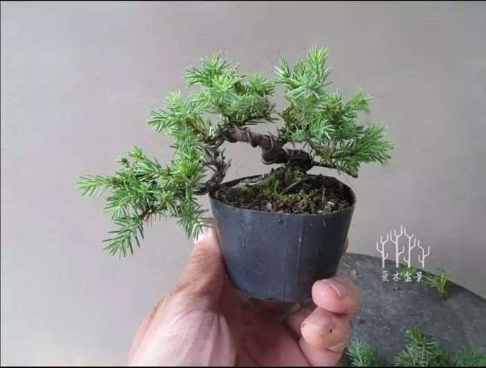 植物类盆景怎么整形