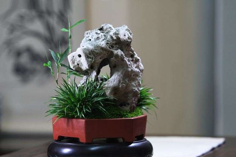 盆养石菖蒲盆景