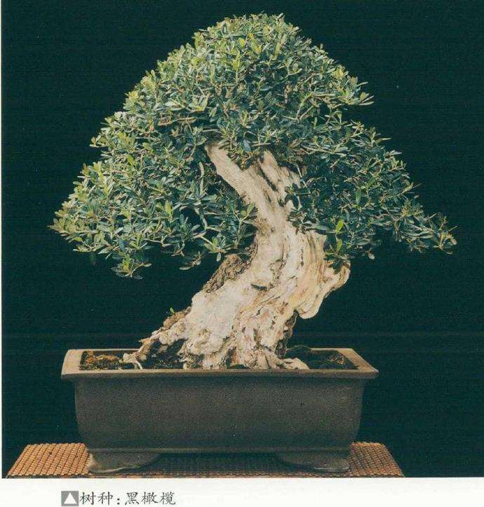 以色列盆景艺术家 Moshe Emergui 图片