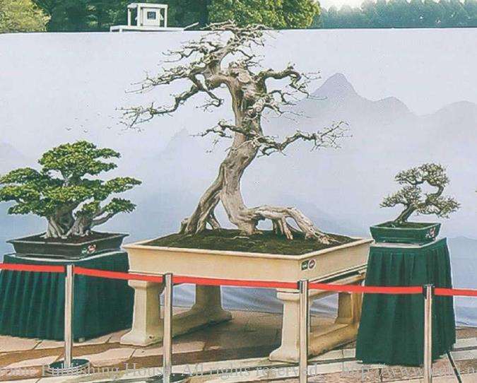 2021 景名城顺德第三届盆景大展成功举办