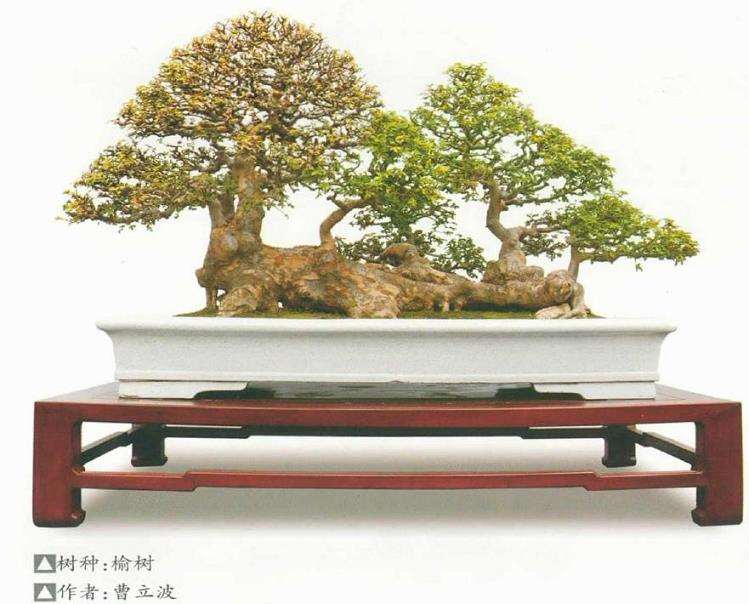 淮安市花木盆景协会会员联谊嘉年华