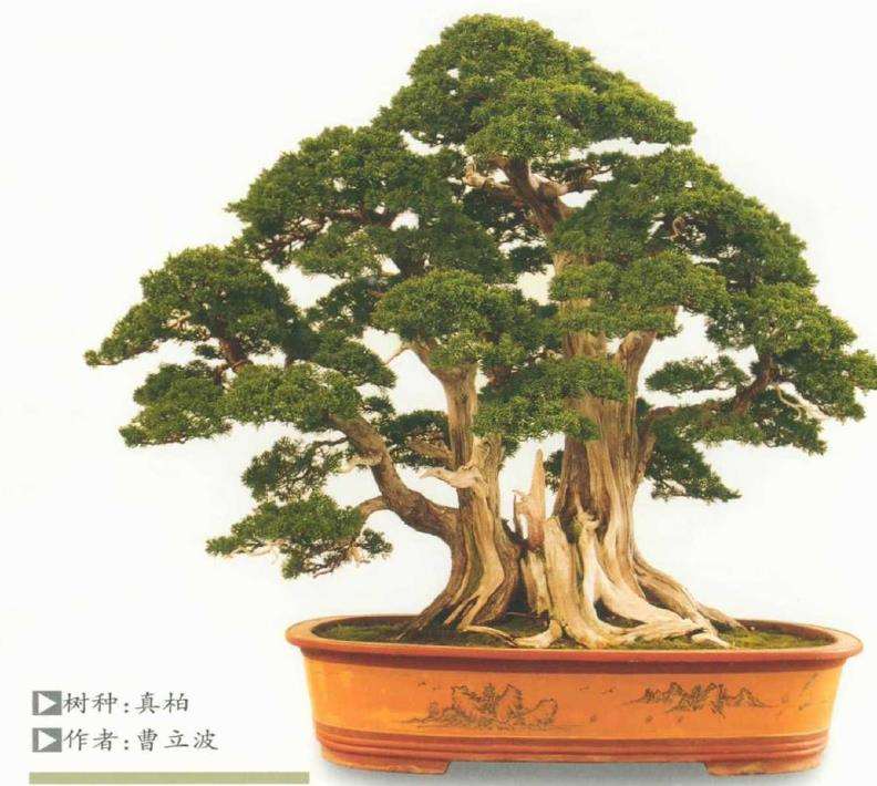 淮安市花木盆景协会会员联谊嘉年华