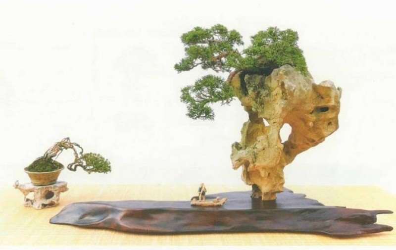 苗培与树石盆景怎么组合