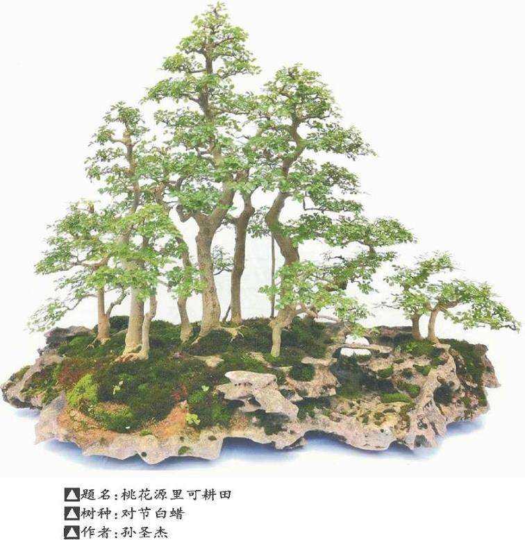 苗培与树石盆景怎么组合