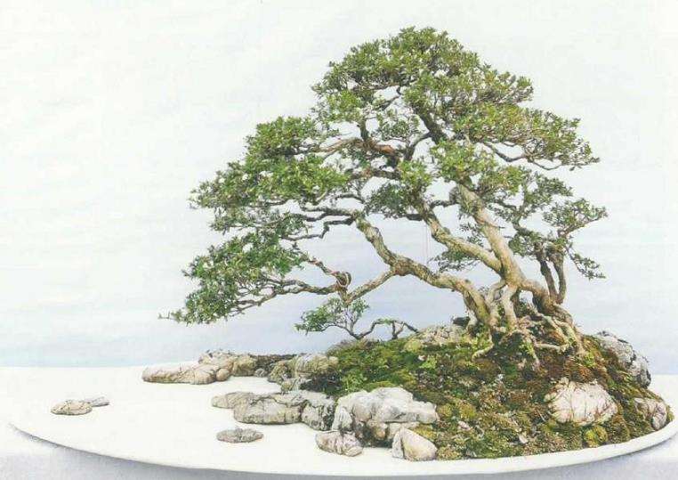 苗培与树石盆景怎么组合