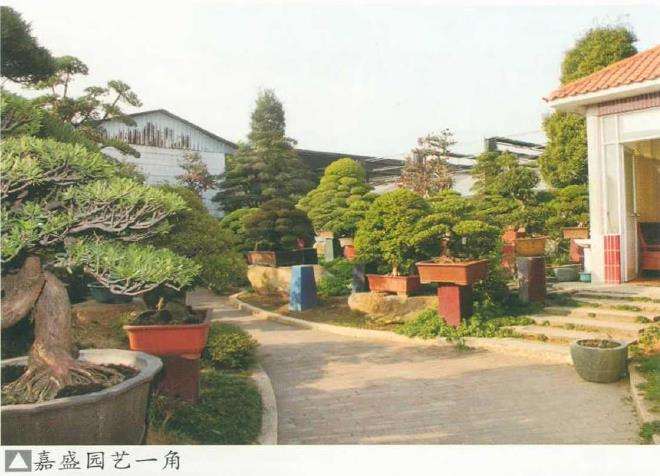 花木盆景杂志社岭南行侧记 图片
