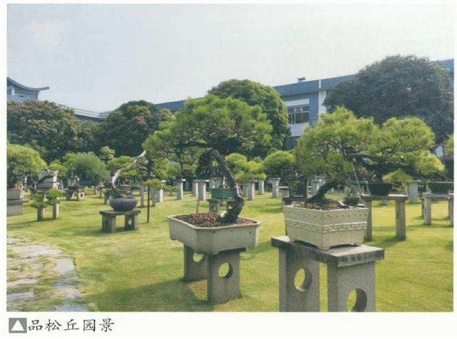 花木盆景杂志社岭南行侧记 图片