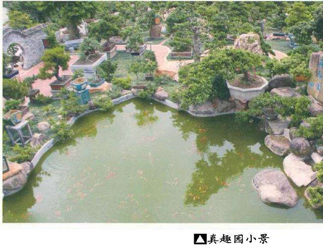 花木盆景杂志社岭南行侧记 图片