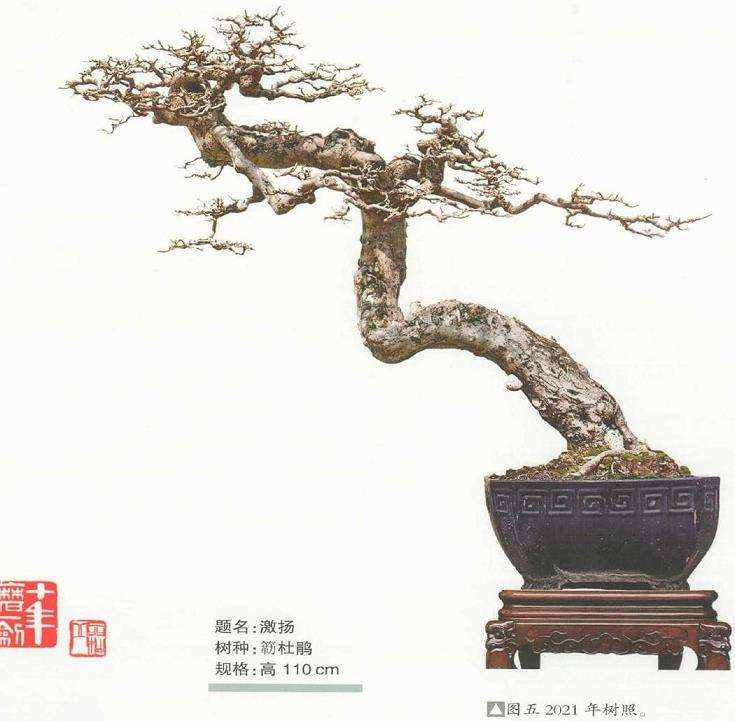 图解 怎么制作杜鹃盆景的5个步骤