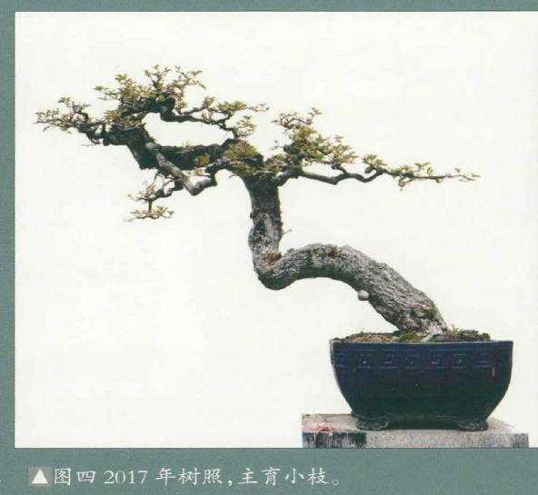 图解 怎么制作杜鹃盆景的5个步骤