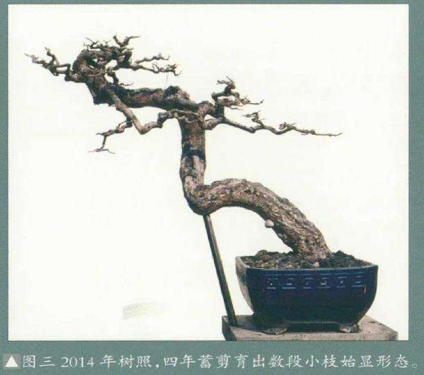 图解 怎么制作杜鹃盆景的5个步骤