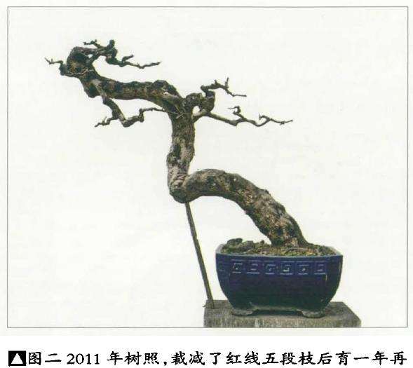 图解 怎么制作杜鹃盆景的5个步骤