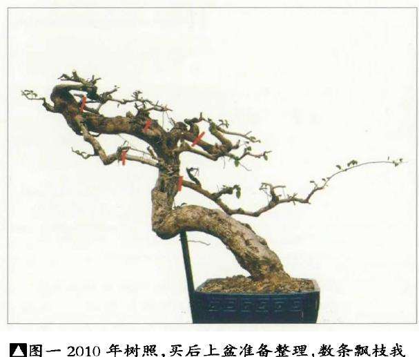 图解 怎么制作杜鹃盆景的5个步骤