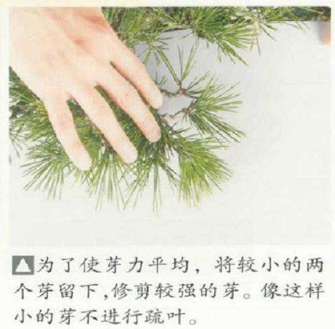 图解 黑松盆景怎么判断对应芽力的修剪方法