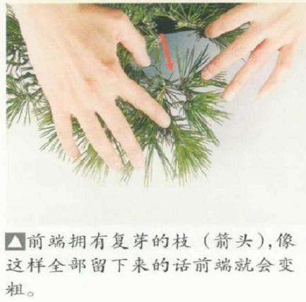 图解 黑松盆景怎么判断对应芽力的修剪方法