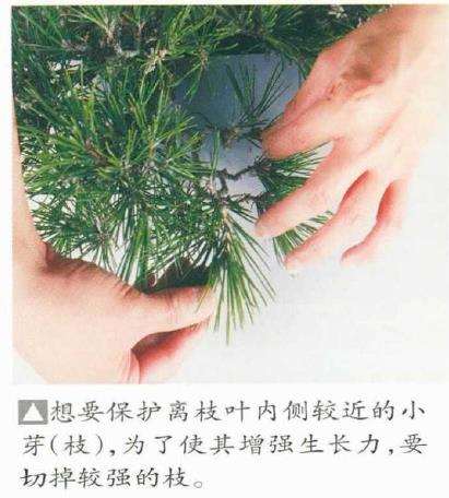 图解 黑松盆景怎么判断对应芽力的修剪方法