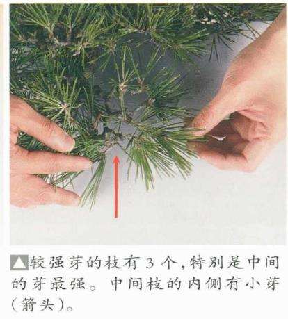 图解 黑松盆景怎么判断对应芽力的修剪方法