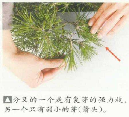 图解 黑松盆景怎么判断对应芽力的修剪方法