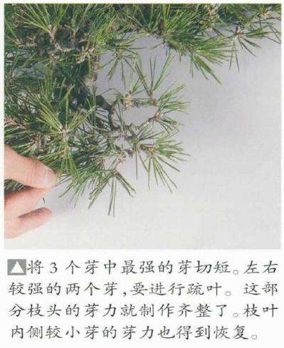 图解 黑松盆景怎么判断对应芽力的修剪方法